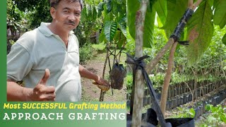 Most SUCCESSFUL Grafting Method APPROACH GRAFTING best method on RAINY SEASON [upl. by Allicserp]