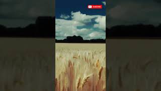 Wheat 🌾 Field  Golden Wheat Blowing in the Wind  Royalty Free HD Video Stock Footage  Shorts [upl. by Ahsika]