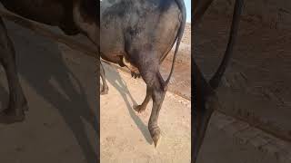 Jarsi cholastani cross cow for sale in the tassel depalpor district Okara 03096862663 [upl. by Parcel]