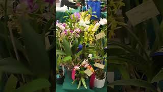 Mini Orchid show at the shopping centre caboolture [upl. by Nahrut452]