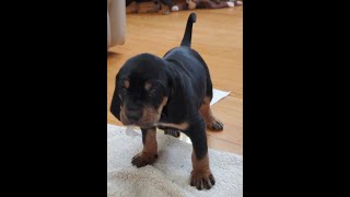 Lose the Blues 4 Week old BLACKTAN Coonhound puppies to make you smile 🥰 [upl. by Erialc]