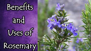 Rosemary Benefits and Uses [upl. by Nottage]