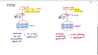 158 Threshold Potential Cambridge AS A Level Biology 9700 [upl. by Frentz155]