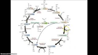 glyoxylate and TCA [upl. by Berte]