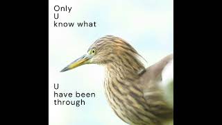 Ergots wisdom  ergot birdmemes vipinsclick birds motivational inspirational feelgood [upl. by Canon]