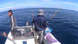 Pesca al tonnoDoppio strike in diretta con ALACCE vive [upl. by Rehc]