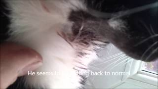 My Cats Neck Bleeding Cut From Fighting [upl. by Addiego700]