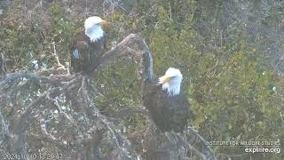 West End Bald Eagles 10102024 1939 [upl. by Palila]