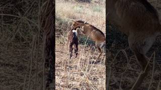 Gotas atack shortvideo tharparkar animals [upl. by Subak]