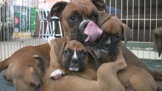 Cute 6 Week Old Boxer Puppies Playing [upl. by Bussey]