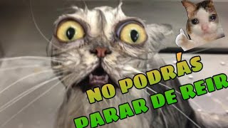 🤣 Animales Chistosos para Reír sin Parar 🐱🐶 Mejores Videos de Animales Graciosos de la Semana [upl. by Nocaed66]