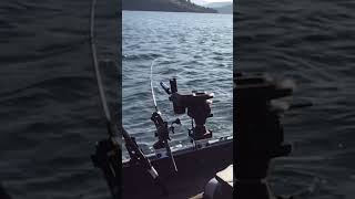 Love me some spring Rainbow Trout fishing  Okanagan Lake BC Canada fishing trout okanagan [upl. by Namdor]