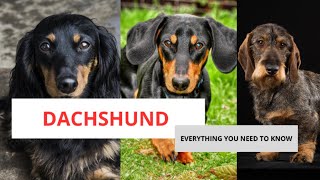 DACHSHUND  EVERYTHING YOU NEED TO KNOW [upl. by Remlap702]