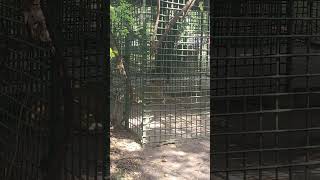 Lion  SIMBA  Short video 4KUHD Birds Photography  Wildlife Animals [upl. by Begga]