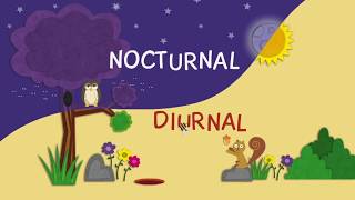 nocturnal and diurnal animals mp4 [upl. by Yerrok]