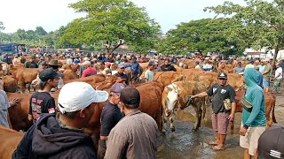 mulai 7 Juta‼️Harga Calon Indukan Super  Pasar Sapi Waruyeng Nganjuk [upl. by Sabu]