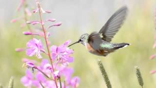 C SaintSaëns Volière from Le carnaval des animaux for flute and piano [upl. by Alleul49]