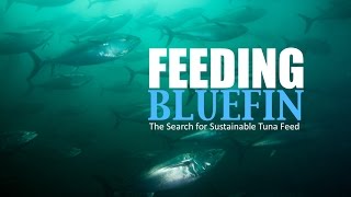 Feeding Bluefin [upl. by Ileek]