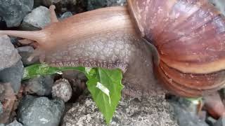 Gastropoda slugs or snails [upl. by Enois]