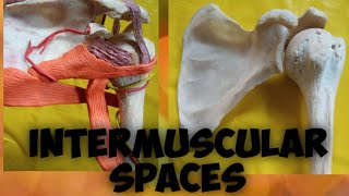 INTERMUSCULAR SPACES amp CONTENTS [upl. by Sirac]