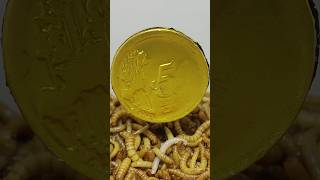 10 000 Mealworms vs CHOCOLATE [upl. by Noli]