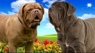 Dogue de Bordeaux VS Neapolitan Mastiff Highlights [upl. by Malaspina]