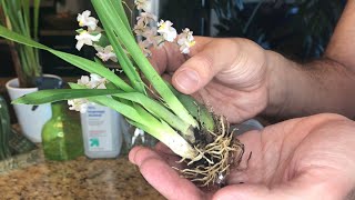 Repotting My New Oncidium Twinkle SemiHydroponics [upl. by Naillij]