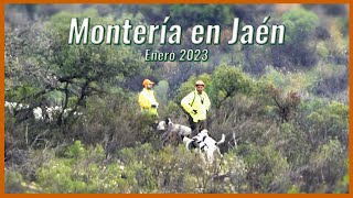 💥🐗 MONTERÍAS EN ANDALUCÍA 💥🐗 Videos de Caza [upl. by Yelda]