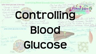 Controlling Blood Glucose  Revision for Biology ALevel and IB [upl. by Ttayh]