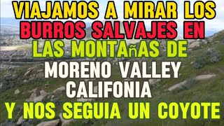 BURROS SALVAJES Y COYOTES DE CALIFORNIA EN MORENO VALLEY [upl. by Haran]