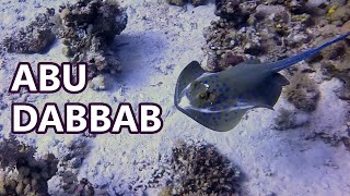 Diving at Abu Dabbab [upl. by Ariad918]