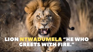 Lion NTWADUMELA the worst enemy of hyenas [upl. by Tremml]