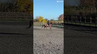 Slow mo canter  ✨🌸fypシ゚ horse pony showpony canter equestrian showjumping horseriding [upl. by Fiona]