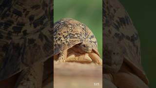 Desert Tortoises Spend Most Of Their Life Hiding From Weather shorts [upl. by Attenwahs556]