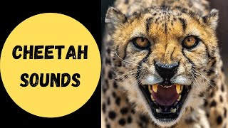 Cheetah sounds with video [upl. by Edwine285]