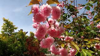 Kwanzan Flowering Cherry Tree Prunus Serrulata [upl. by Ynneb]