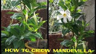 How to grow mandevilla in a pot [upl. by Berthoud57]