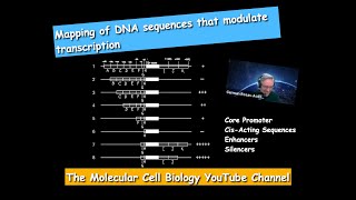 Mapping of DNA Sequences modulating transcription [upl. by Kresic853]