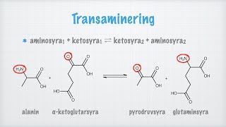 Aminosyrornas metabolism [upl. by Phila270]