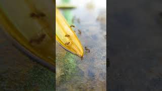 Paratrechina Longicornis Workers Drinking Sugar Water timelapse insects animals shorts [upl. by Ivets890]