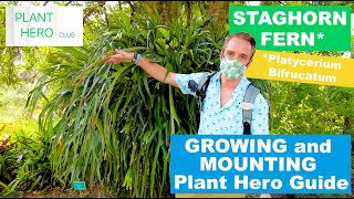 All About STAGHORN FERN Growing Guide and How to MOUNT Platycerium Bifrucatum Care [upl. by Annaiek871]