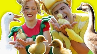 فوزي موزي وتوتي – أغنية البطة – Duck song [upl. by Icnan]