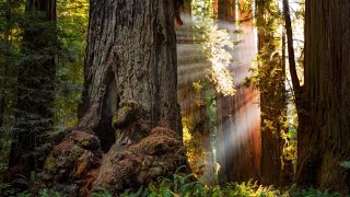 Suzanne Simard  Mother Trees and the Social Forest [upl. by Nillek]