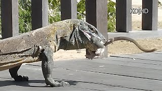 Komodo dragon devour the active Monkey [upl. by Genevieve]