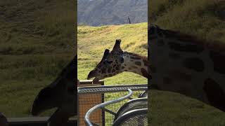 Feeding the Giraffe at the Living Desert [upl. by Yleak]