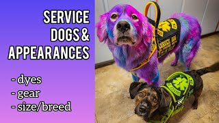 Why Service Dogs Look Different [upl. by Moreen]