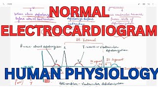 Normal Electrocardiogram ECG waves intervals and segments clinical significance [upl. by Yrok]