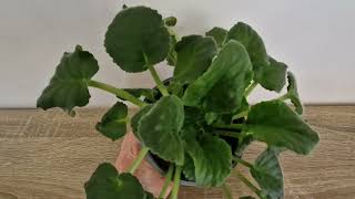 EASY Beginners Tutorial on How to Water your AFRICAN VIOLET plant [upl. by Etteuqram]