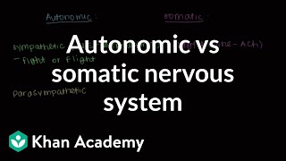 Autonomic vs somatic nervous system  Muscularskeletal system physiology  NCLEXRN  Khan Academy [upl. by Charbonneau843]