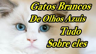 GATOS BRANCOS DE OLHOS AZUIS POR QUE ELES SÃO TÃO ESPECIAIS SAIBA AGORA [upl. by Robby198]